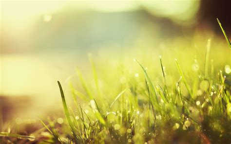 Nature Bokeh Background