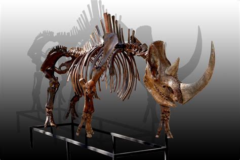 Russian woolly rhinoceros skeleton (Coelodonta antiquitatis) photos ...