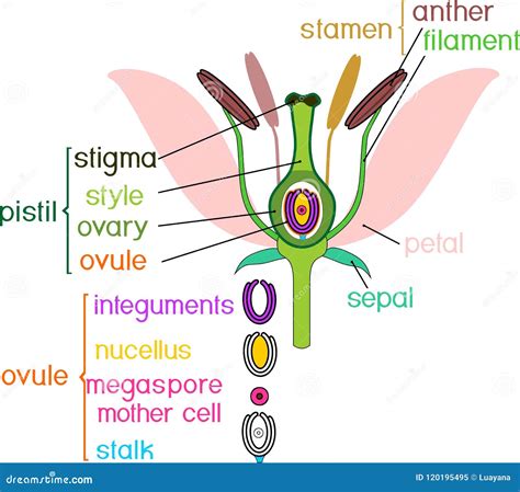 Parts Of Flower With Titles. Cross Section Of Typical Angiosperm Flower ...