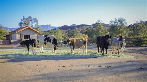 Volunteer - Farm Sanctuary