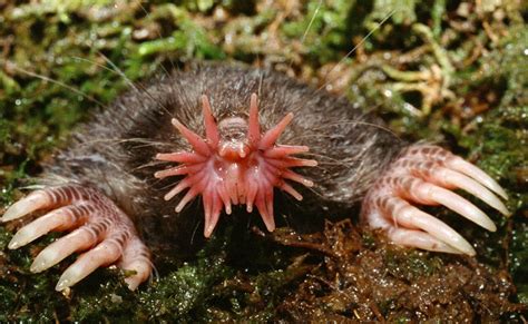 Seeing Stars: The Remarkable Sensory Adaptations of the Star-Nosed Mole ...