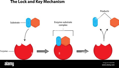 Enzymes Lock And Key Animation