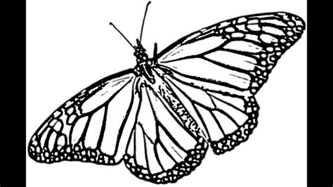 Butterfly Monarch 2D How to sketch or Draw a Monarch Butterfly in 2D ...