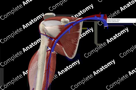 Subclavian Vein | Complete Anatomy