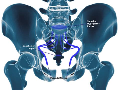 Pelvic Floor Nerve Damage Symptoms | Viewfloor.co