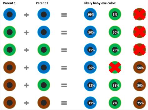 Analyzing Eye Color Genetics Chart and What You Need to Know