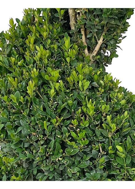 Buxus sempervirens Spiral Topiary 36-42" – Fanelli's Landscape Supply