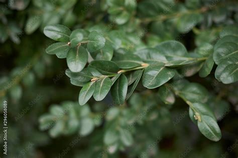 Buxus sempervirens Stock Photo | Adobe Stock