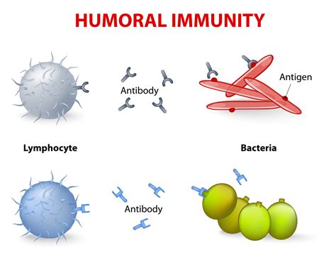 Humoral Immunity Diagram