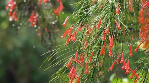 Premium Photo | Rain drops on flower