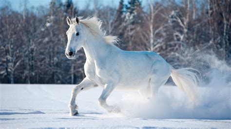 White Horse Running Away