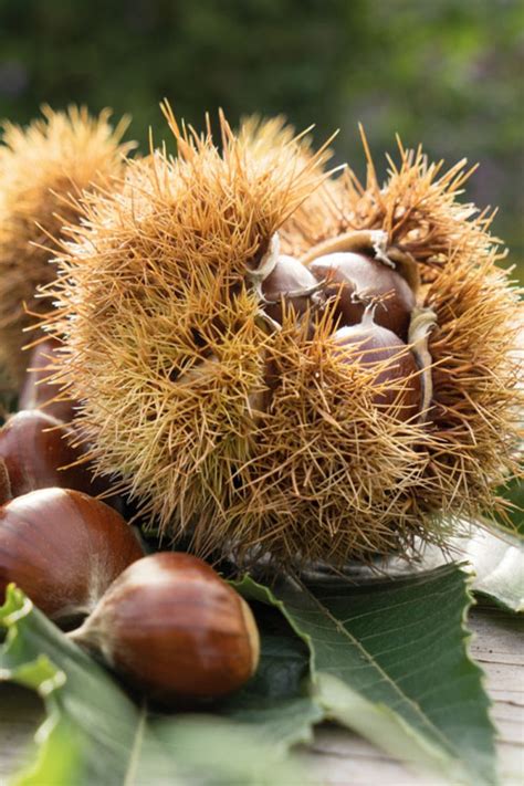 Buy Chinese Chestnut Tree | FREE SHIPPING | Wilson Bros Gardens | 3 ...