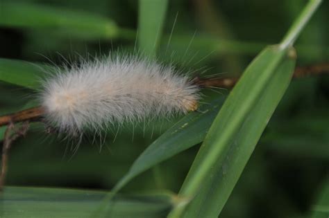 27 White Caterpillars (Pictures And Identification Guide)