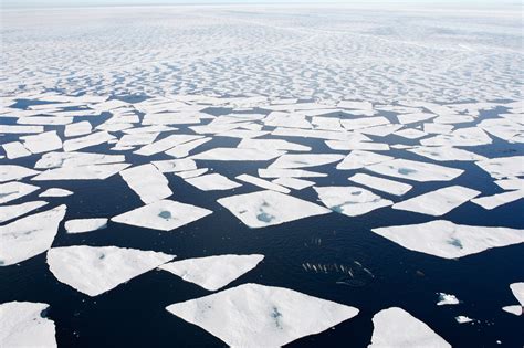 Photographer Paul Nicklen's gorgeous narwhal series, 12 years in the ...