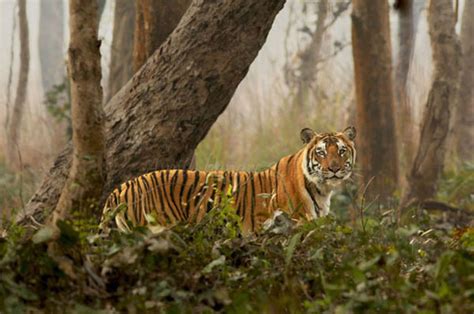 Sunderbans National Park & Sunderbans Tiger Reserve Of India