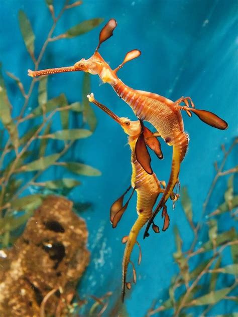 PIPEFISH: THE ULTIMATE CARE, DIET, HABITAT AND SPECIES GUIDE | FISH ...