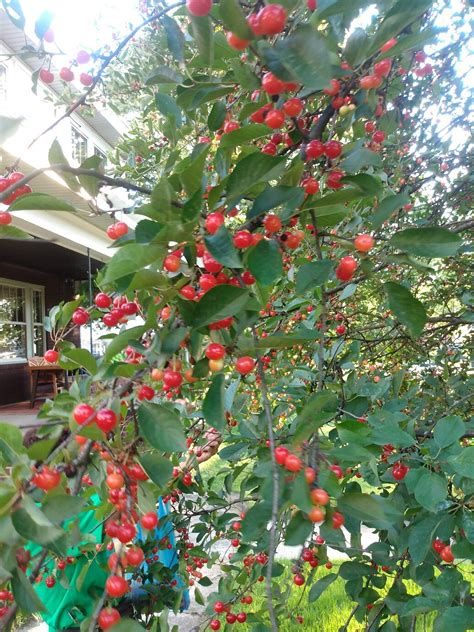 Sour cherry tree location - General Fruit Growing - Growing Fruit