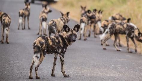 Wild Dog Facts - Hluhluwe Game Reserve