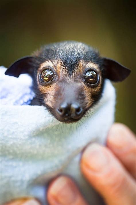 Spectacled Flying-Fox Orphans Receive Special Care | Cute animals, Baby ...