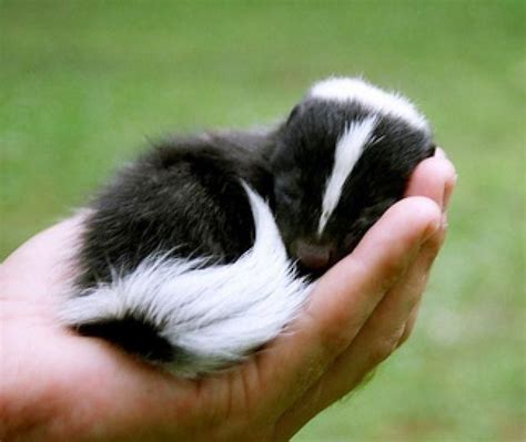 Peaceful baby skunkhttps://i.redd.it/2k0envr9cyf21.jpg | Sleeping ...