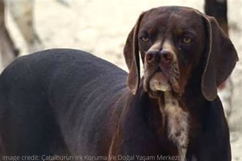 The Catalburun AKA Split Nose Pointer: A Rare Breed Indeed! (2024)