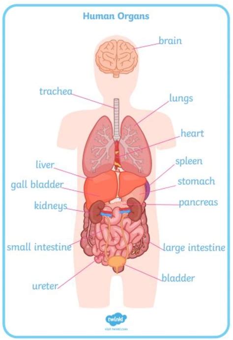 What are organs? | Human body organs for kids | Diagram