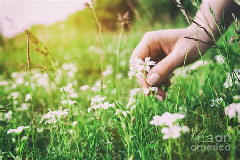 Woman Picking Up Flowers On A Meadow, Hand Close-up. Vintage Light ...