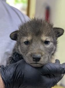 Endangered American Red Wolf Pups Make Their Debut At Reflection Riding ...