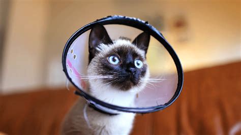 Cat Spaying/Neutering: What To Know & How To Care For Your Cat