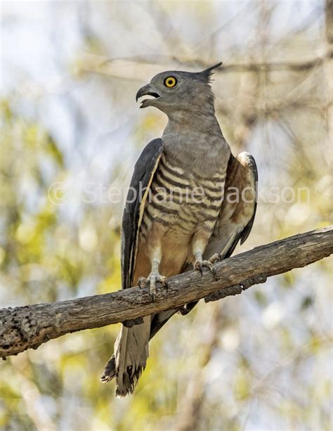 Best Photos of Australian Birds of Prey, Images of Raptors in Australia