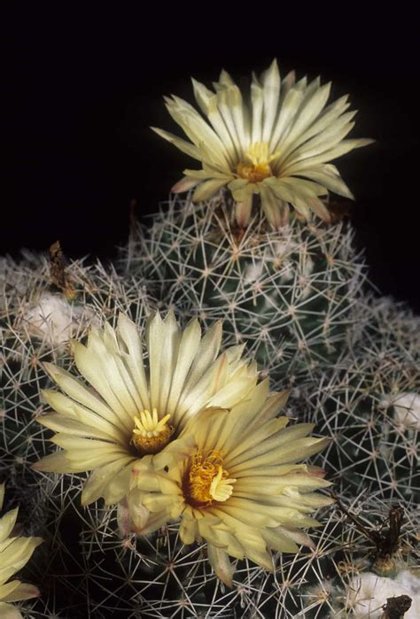 Discover 15 Different Types of Cactus - A-Z Animals