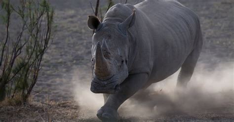 Rhino Speed: Just How Fast Can Rhinos Run Anyway? - A-Z Animals