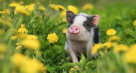 [100+] Cute Pig Wallpapers | Wallpapers.com