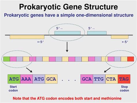 PPT - Prokaryotic Gene Structure PowerPoint Presentation, free download ...