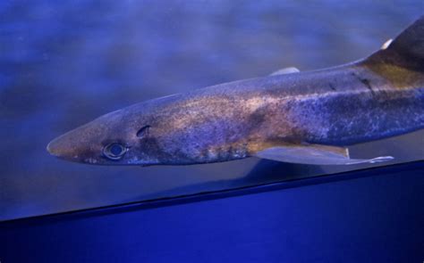 Pacific Spiny Dogfish (Squalus suckleyi) - ZooChat