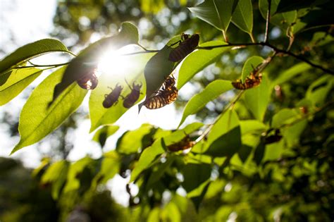 Billions (Yes, Billions) of Brood X Cicadas Will Soon Emerge - The New ...