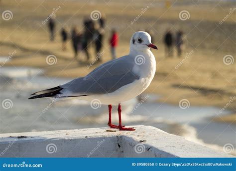 Seagull Sitting on the Pier Stock Photo - Image of wildlife, pier: 89580868