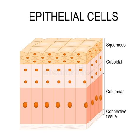 Types of epithelial cells stock vector. Illustration of layer - 119388507