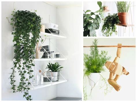 long trailing plant kitchen shelf - Google Search | Hanging plants ...