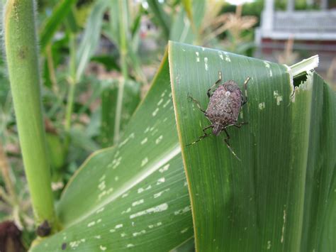 Brown Marmorated Stink Bug Alert – IPM Pest Advisories