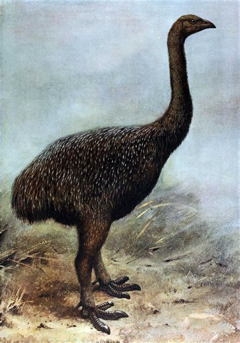 New Zealand's moa exterminated by an extremely low-density human population