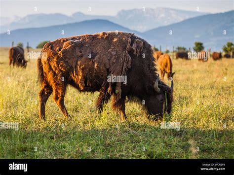 Bison grazing hi-res stock photography and images - Alamy