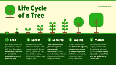 Tree Life Cycle | Free Presentation Template - Piktochart