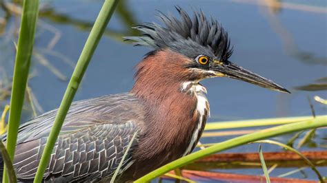 Green Heron | Audubon Field Guide