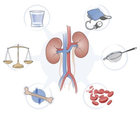 How do my kidneys work | Fresenius Medical Care