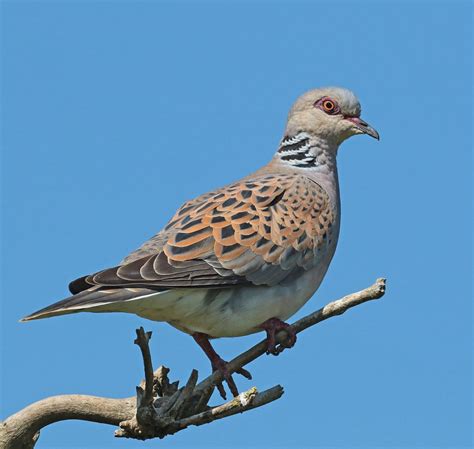 Photographing the RSPB Titchwell Turtle Doves - Operation Turtle Dove