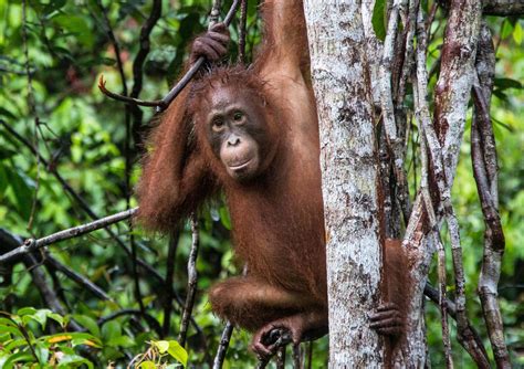 Five Endangered Animals We Love (& How We Show It) | Rainforest Alliance