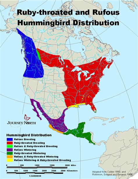 Hummingbird migration 2021 - stormtel