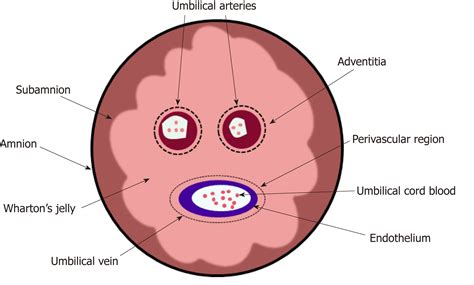 Potensi Umbilical Cord-Mesenchymal Stem Cell (UC-MSC) dan Perbedaannya ...