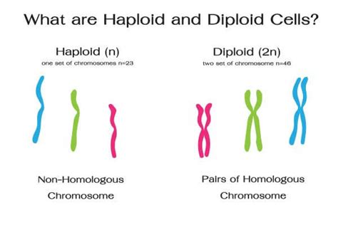 Which of the Following Cell Types Is Haploid